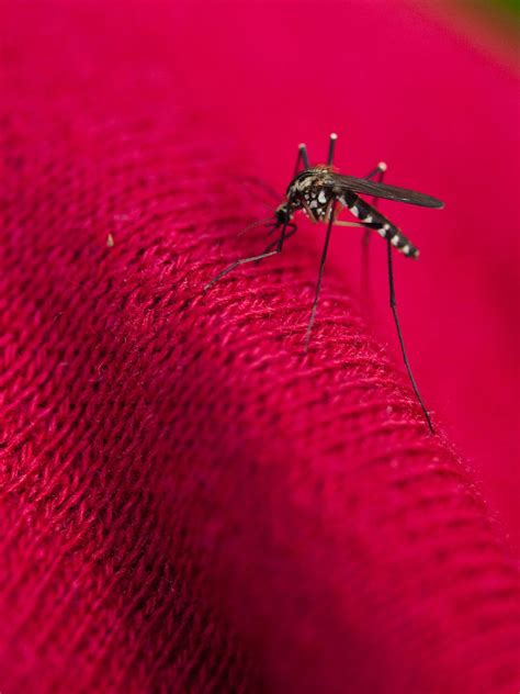 First locally acquired malaria case reported in Maryland in decades